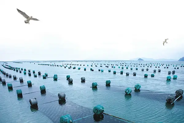 Seaweed farm at sea