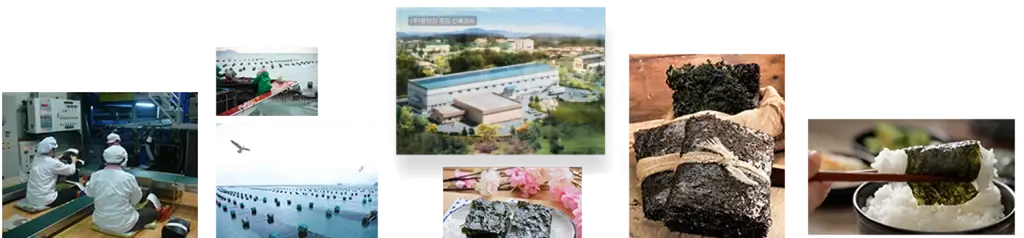 Kwangcheon Kim seaweed production
